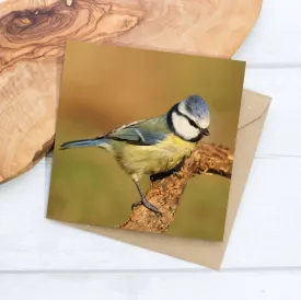 Blue Tit Greeting Card